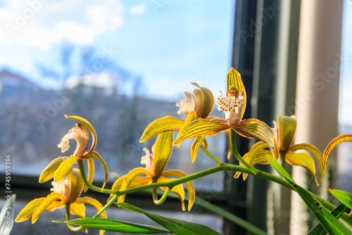 Cymbidium tracyanum, or Tracy's cymbidium orchid plant photo