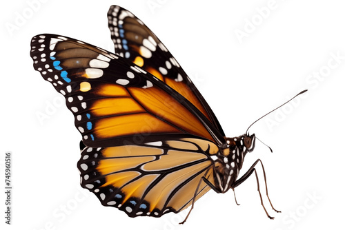 Close up to a Beautiful orange tropical Side view monarch butterfly PNG with wings Isolated on Transparent and White Background - tropical wildlife Biology concept © Stock - Realm