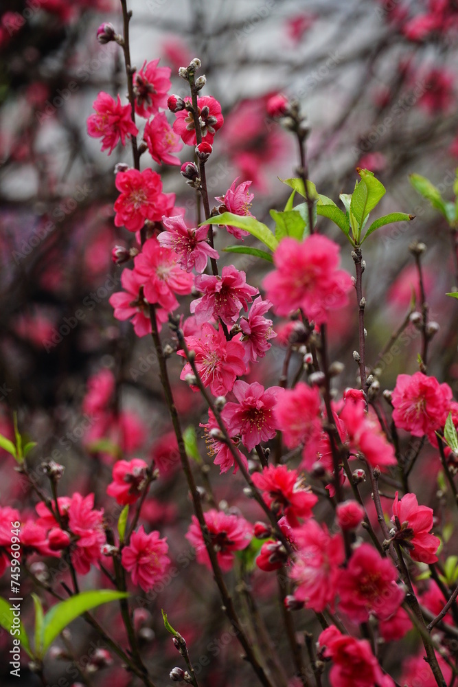 Close-up of peach blossoms blooming in spring - Prunus persica Close-up of peach blossoms blooming in spring - Prunus persica