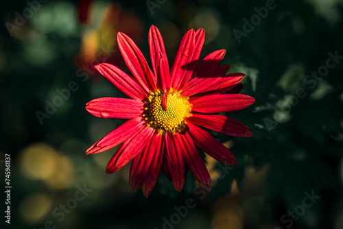 Beautiful chrysanthemum flowers blooming in the garden on a sunny day. A red chrysanthemum flower on a colorful background. Floral natural background. Red flowers. 