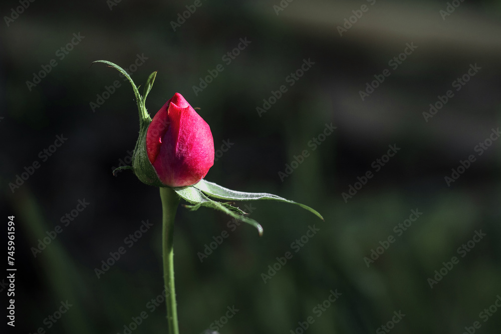An unopened bud of a growing rose. An unopened rosebud. A delicate little unopened rosebud on a long stem-twigs on a blurred green background. An unopened bud of a growing rose. An unopened rosebud. A delicate little unopened rosebud on a long stem-twigs on a blurred green background.