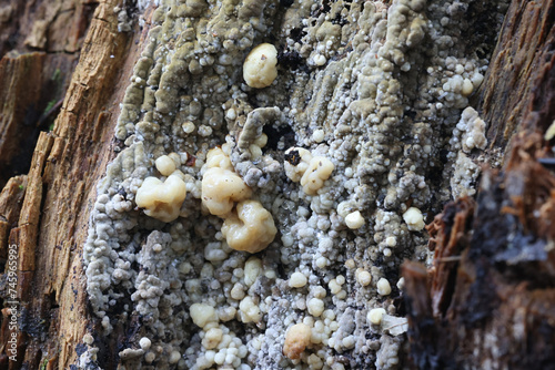 Nodulisporium cecidiogenes, a mycoparasite growing on wet rot fungus, Coniophora puteana, fungi from Finland