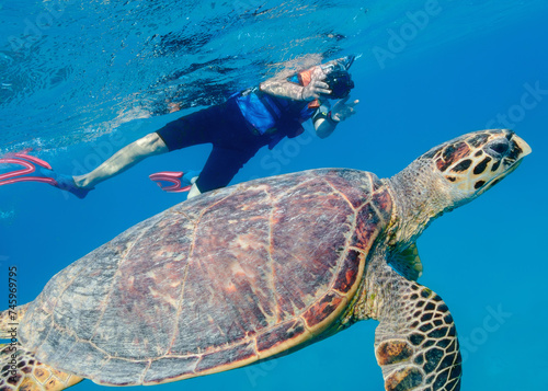 turtle swimming in the sea