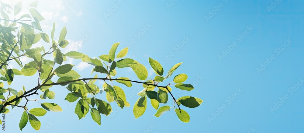 A tree branch covered in vibrant green leaves extends against a clear, blue sky. The sunlight filters through the foliage, A tree branch covered in vibrant green leaves extends against a clear, blue sky. The sunlight filters through the foliage,