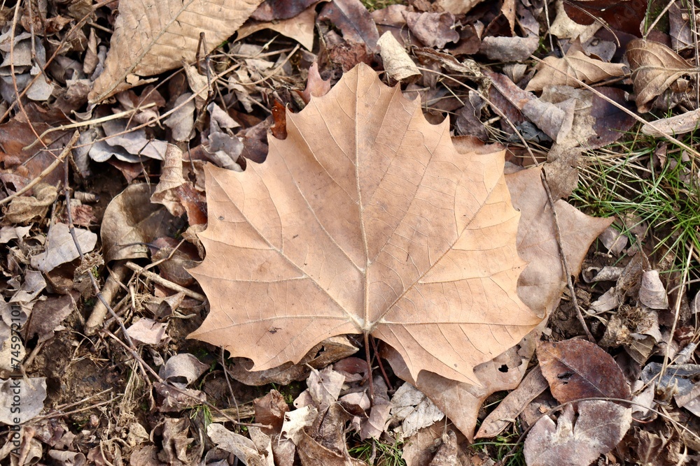 A close view of the brown maple autumn leaf.