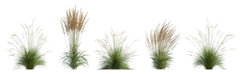 Prairie dropseed Sporobolus heterolepis and Calamagrostis acutiflora (Karl Foerster) grass isolated png on a transparent background premium cutout high resolution