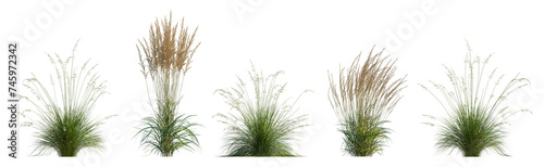 Set of frontal Prairie dropseed Sporobolus heterolepis and Calamagrostis acutiflora (Karl Foerster) grass isolated png on a transparent background perfectly cutout high resolution 