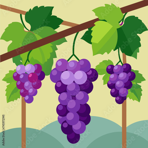 A cluster of ripe grapes hanging from a vineyard trellis. vektor illustation