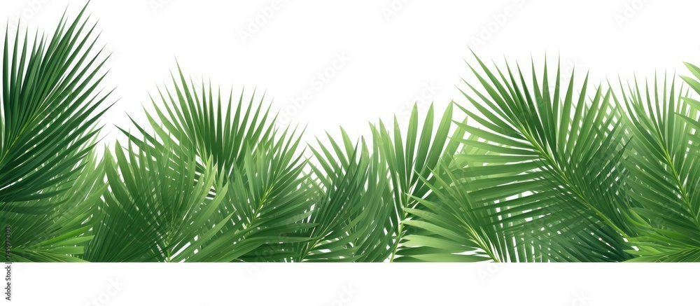 A collection of fresh green palm leaves bordering the edges of a white background. The tropical plants create a vibrant and lush visual texture.