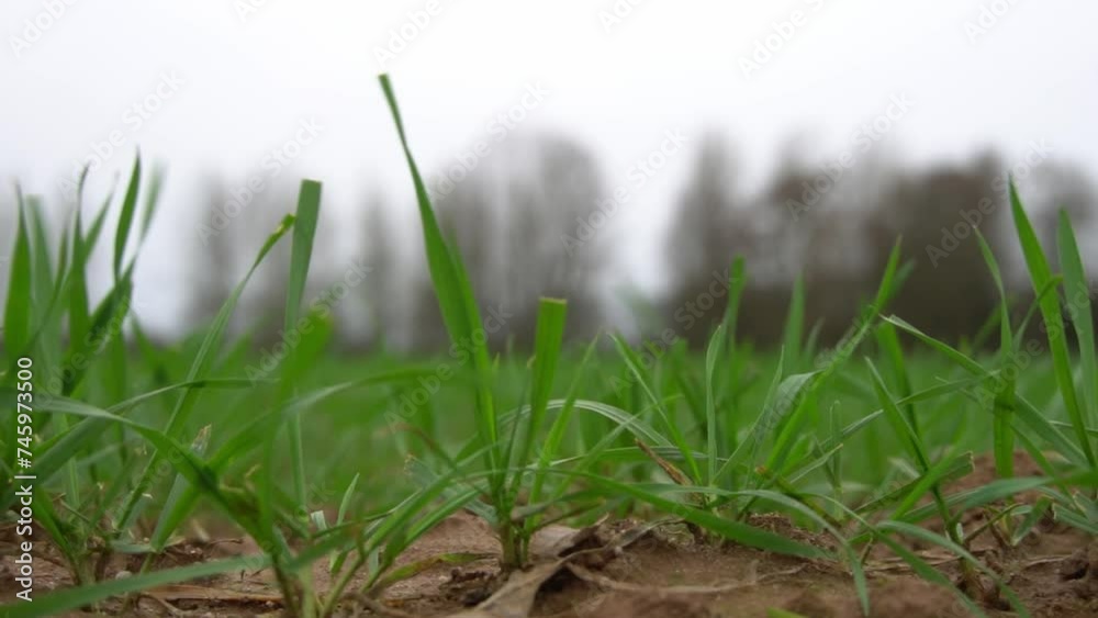 Weizen weht leicht im Wind, Nahaufnahme und Zeitlupe