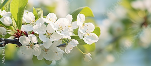 A close-up view of a branch with white flowers blossoming in the spring sunlight in a park. The delicate petals stand out against a bright blue sky.