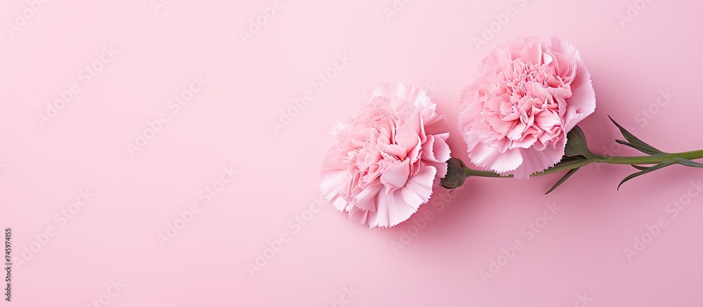 Two vibrant pink carnations are elegantly displayed on a soft pink background, creating a harmonious and visually pleasing composition. 