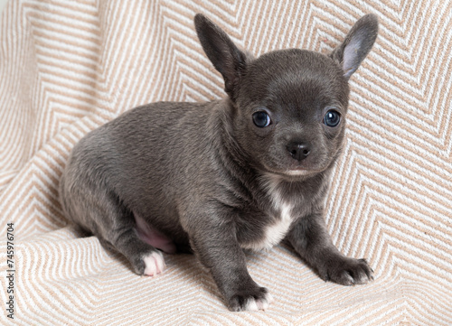 A small Chihuahua puppy in gray