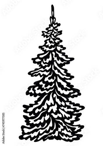 Spruce, christmas tree vector