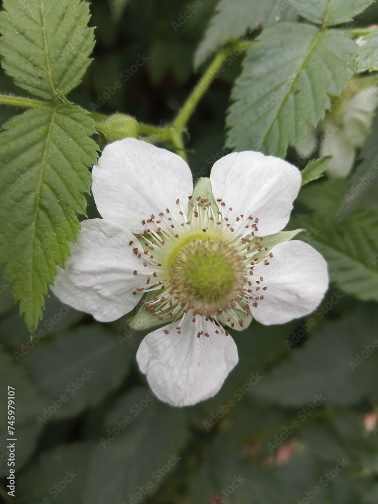 wild strawberry flower Fragaria vesca