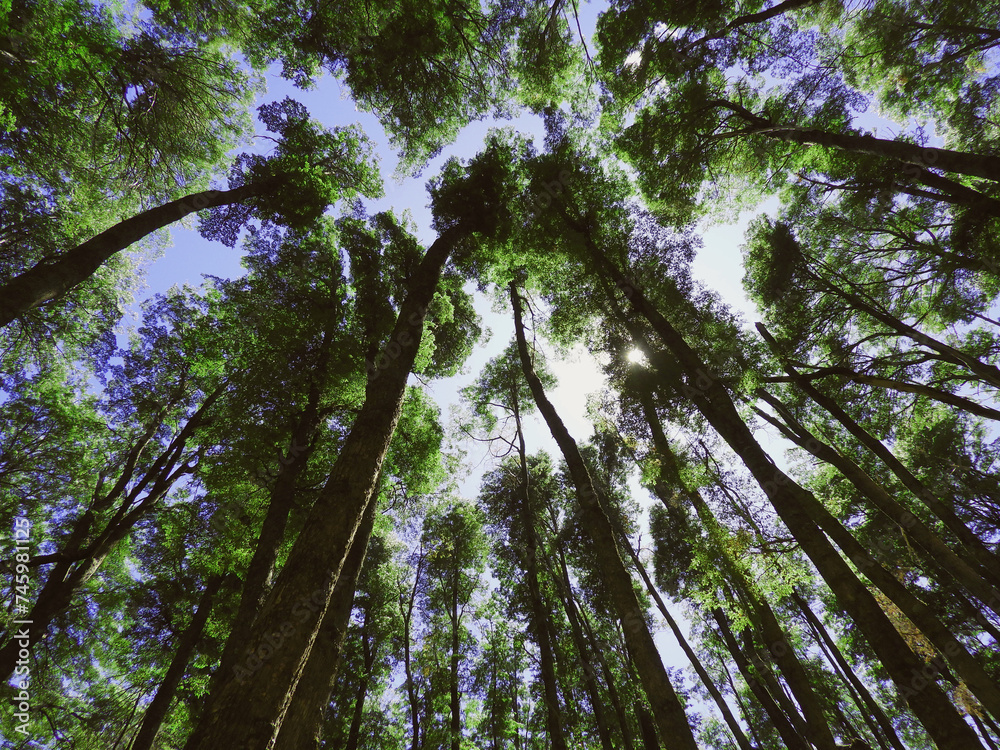 Fototapeta premium Bosque. arboles grandes