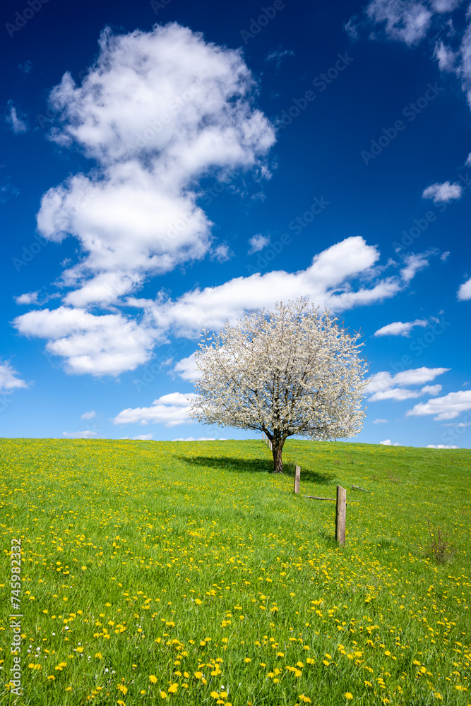 beautiful blossom tree on spring meadow during sunny day