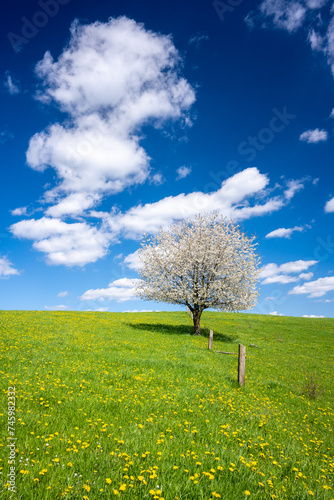 Obraz na płótnie beautiful blossom tree on spring meadow during sunny day w salonie