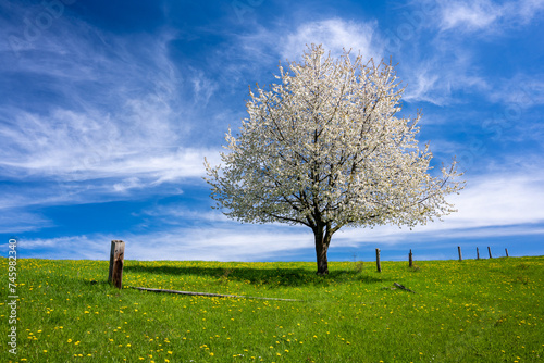 beautiful blossom tree on spring meadow during sunny day
