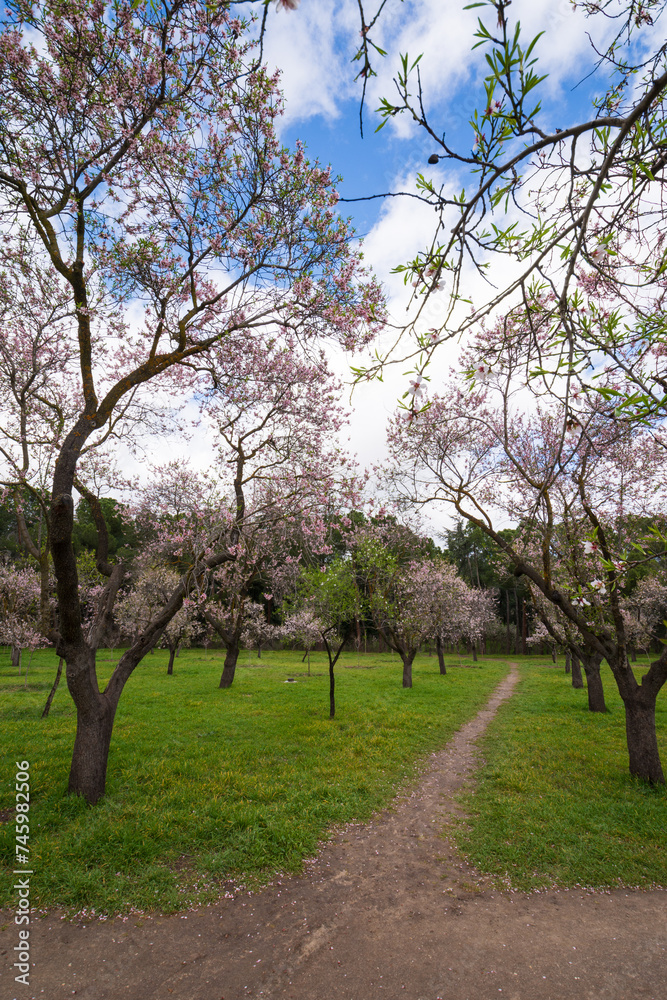 Landscape with blooming almond trees in green field with path, blue sky, vertical Landscape with blooming almond trees in green field with path, blue sky, vertical