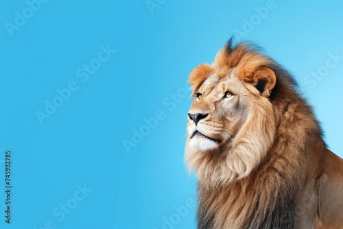 King of the jungle, a lion, blue background, with copy space for text