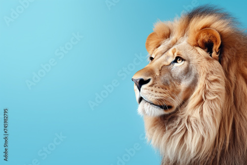 King of the jungle  a lion  blue background  with copy space for text