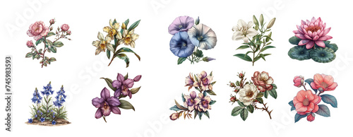 Clipart, botanical illustration, flowers on transparent background