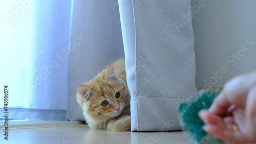 An orange kitten is practicing his hunting skills with a toy.