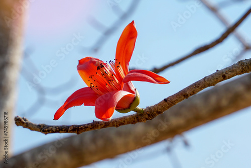 Red cotton tree is a perennial plant. Blossoms at the ends of the branches. The single flowers are large and clustered in red and orange. The base of the flower is a solid cup or calyx stuck together. photo