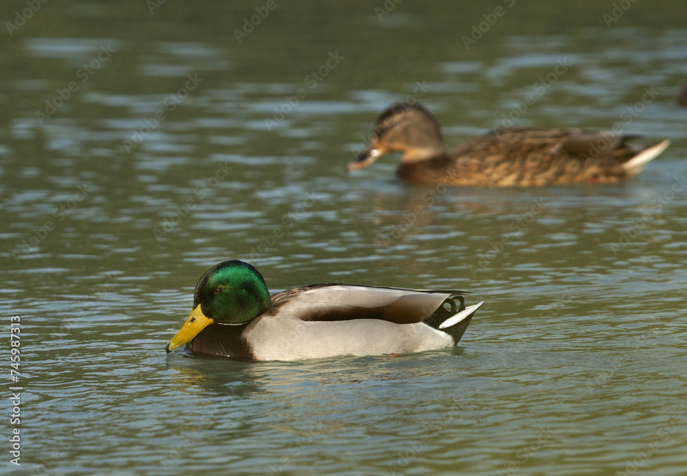 A pair of Mallard ducks feeding at Tubli bay, Bahrain A pair of Mallard ducks feeding at Tubli bay, Bahrain