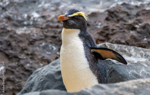 penguin on the rocks