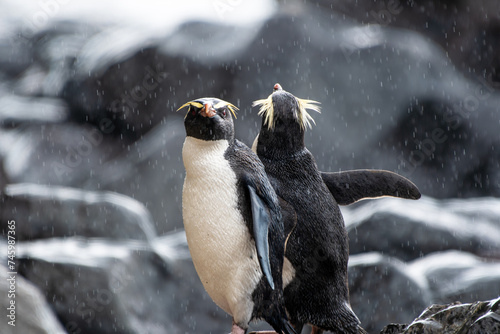 Fototapeta Naklejka Na Ścianę i Meble -  Penguins in the rain in New Zealand