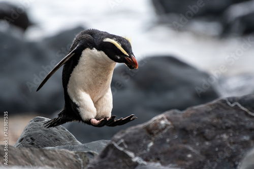 Take a leap: A Fiordland penguin leaps from rock to rock along the coast of New Zealand