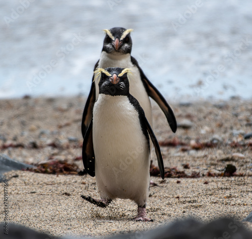 A pair of penguins in New Zealand