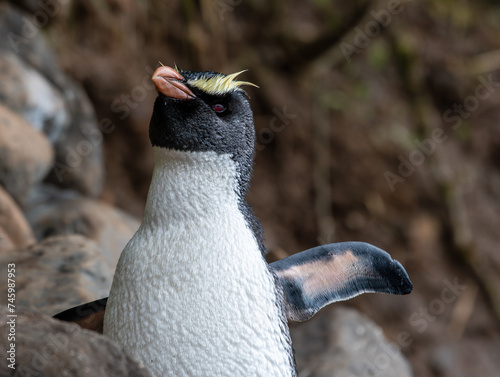 Crested Fiordland penguin along the coast of New Zealand, one of the rarest penguin species on earth