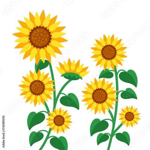 Fototapeta Naklejka Na Ścianę i Meble -  Yellow Blooming sunflowers. Sunflowers in full bloom. Vector illustration