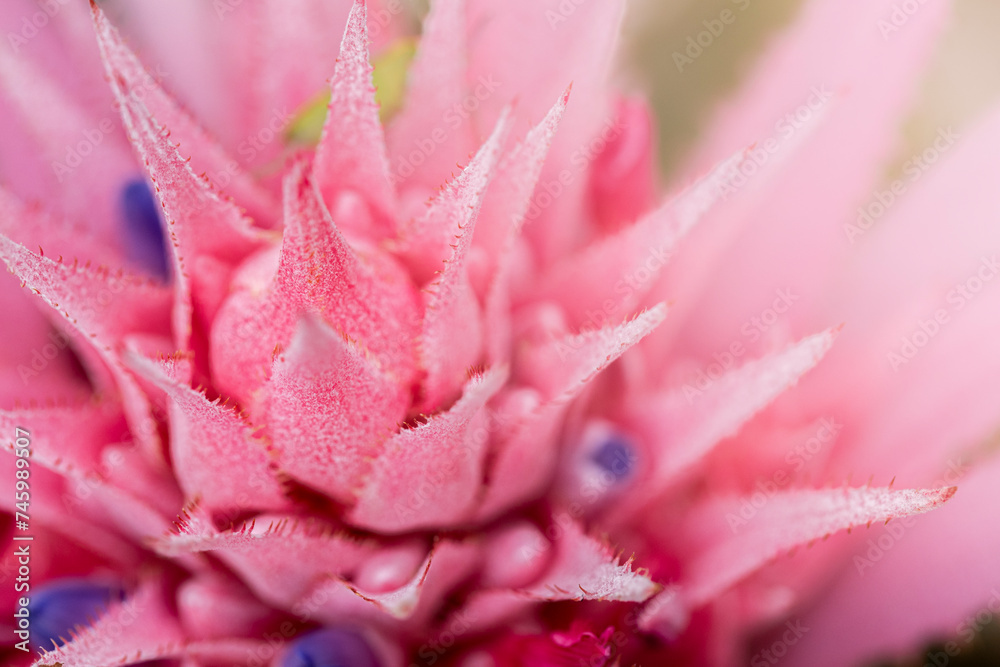 Background de flor de cor rosa 