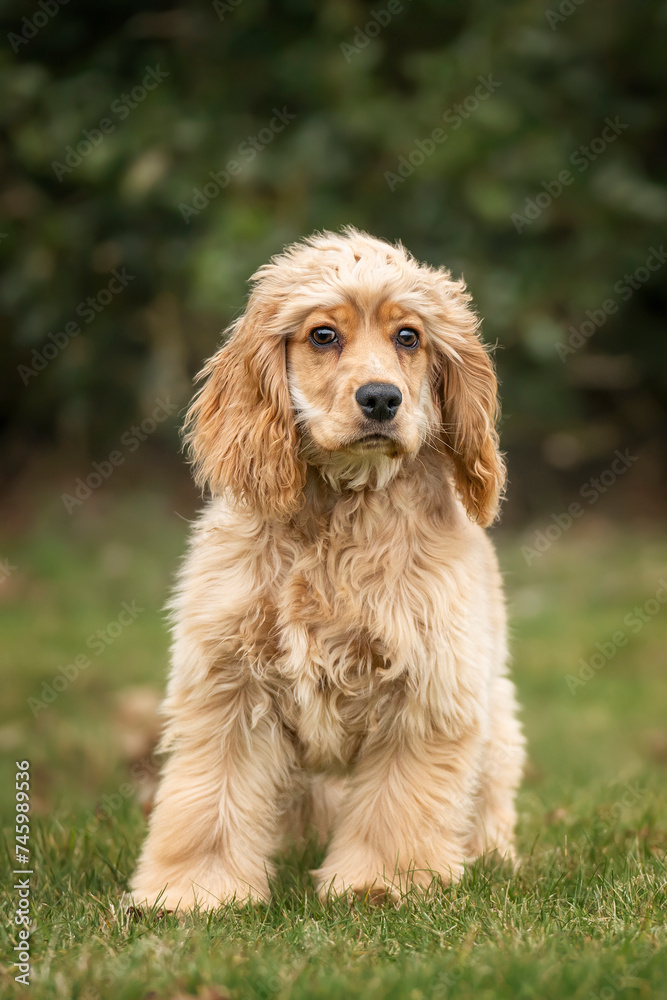 Six Month Old Cocker Spaniel puppy in an autumnal fall pose in portrait format