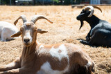 goats relaxing
