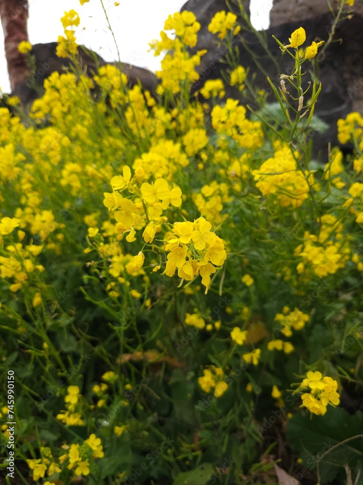 Obraz premium 유채꽃