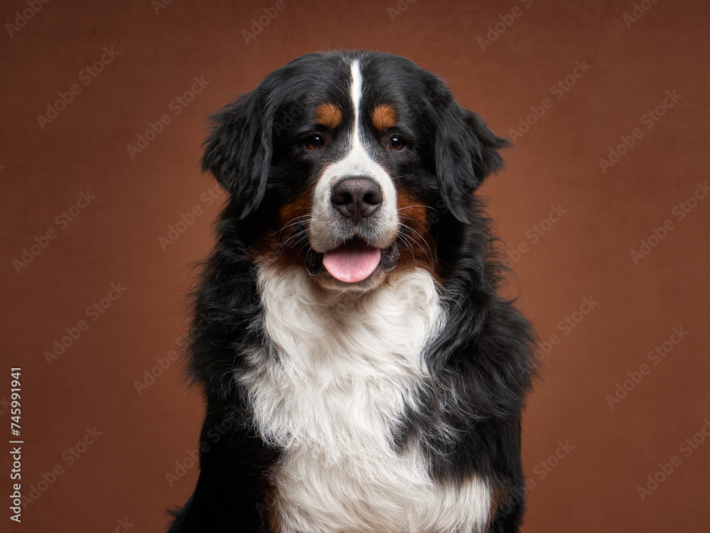 A charming Bernese Mountain Dog sits against a taupe backdrop, its tongue out in a happy pant. The dog's glossy tricolor fur and bright, attentive eyes are captivating