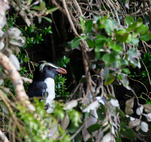 Most penguins live far from ice, like the crested Fiordland penguin of New Zealand