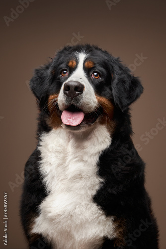 A charming Bernese Mountain Dog sits against a taupe backdrop, its tongue out in a happy pant. The dog's glossy tricolor fur and bright, attentive eyes are captivating © annaav