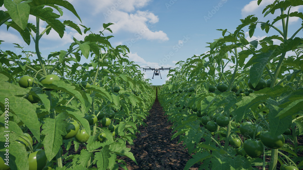 Agriculture drone fly to sprayed fertilizer on the tomato fields