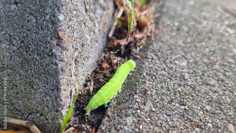 A green caterpillar slowly crawls along the textured surface of a rock, showcasing its vibrant color and distinctive movement patterns. A green caterpillar slowly crawls along the textured surface of a rock, showcasing its vibrant color and distinctive movement patterns.