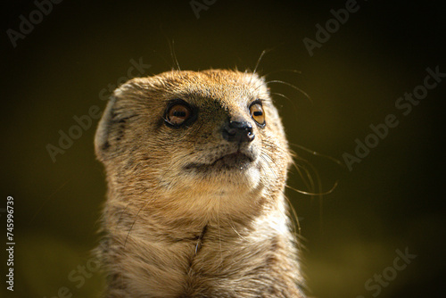 Eine Fuchsmanguste von der Seite 