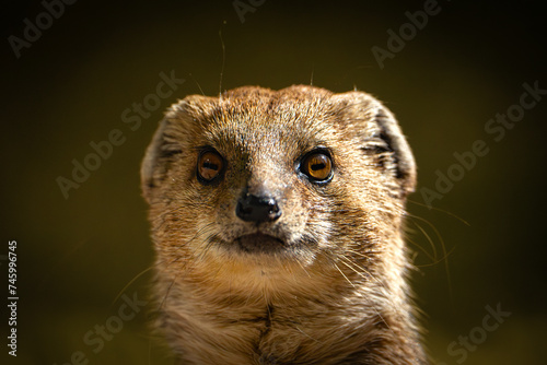 Eine Fuchsmanguste von vorne 