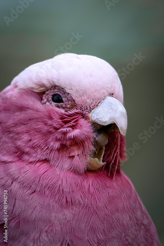 Ein rosa Papagei 