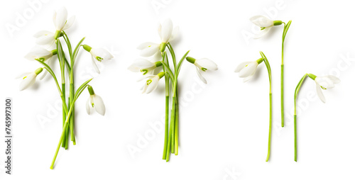 snowdrops flowers, single and in bunches, isolated over a transparent background, cut-out seasonal spring or end of winter design elements with subtle shadows, flat lay / top view, PNG