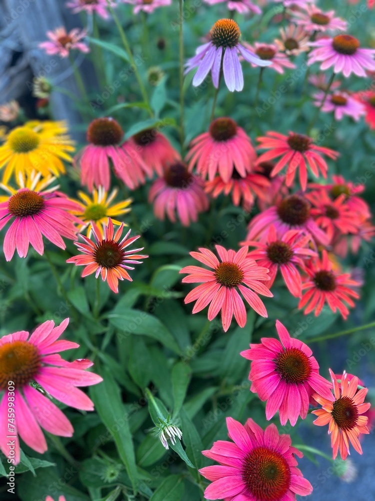 flowers in the garden flowers in the garden